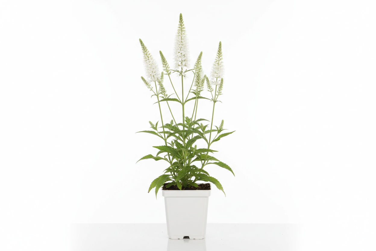 Veronicastrum virg. 'Alba' P9 pot met witte achtergrond