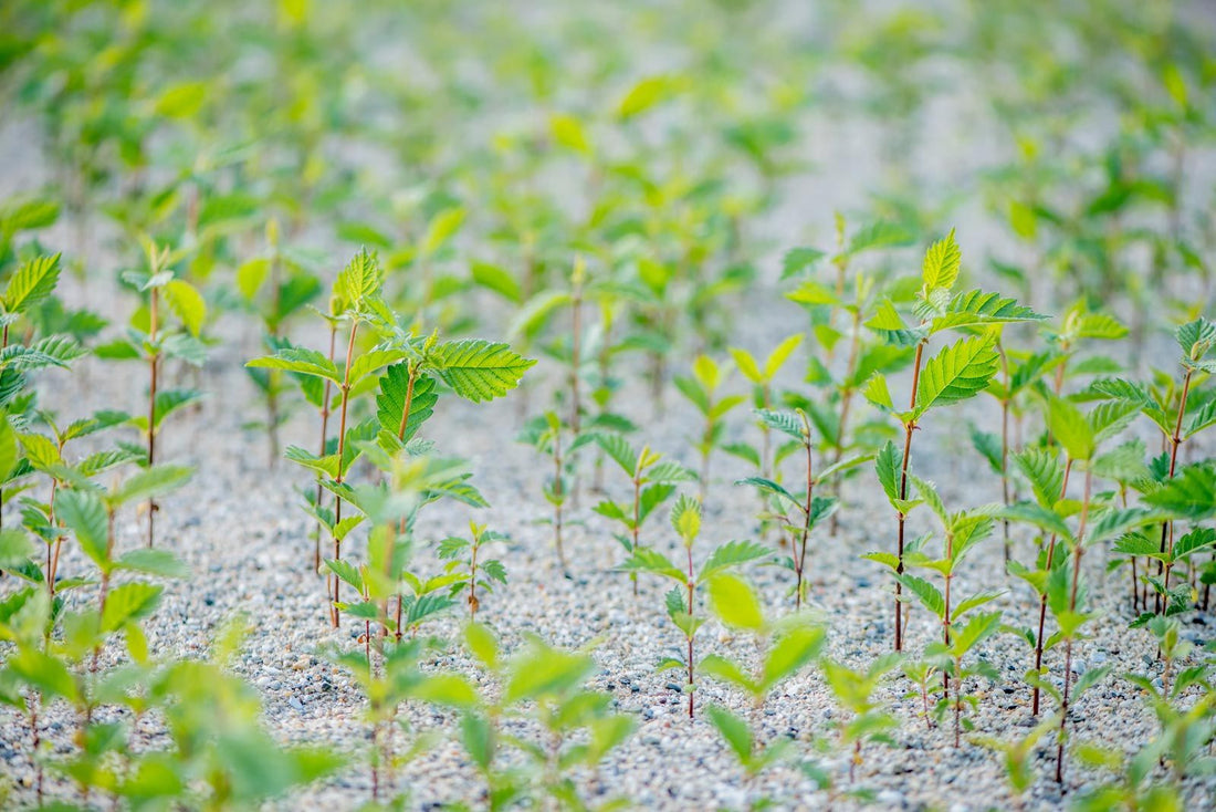 Wat zeggen de cijfers bij haagplanten? Een uitleg van 1/0, 1/1, 2/2 en meer!