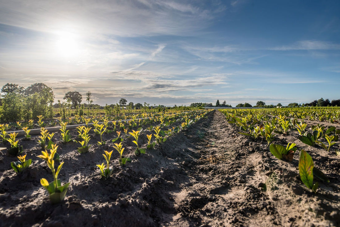 Het najaar is het moment om wortelgoed te planten – Alles wat je als hovenier moet weten over blote-wortel planten