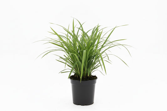 Carex Morrowi C1,5