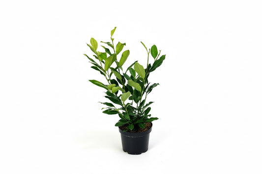 Prunus laurocerasus Elly - 30-40, C7.5