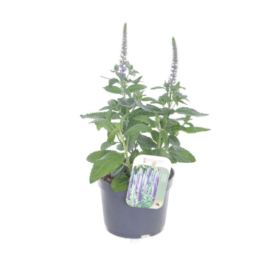 Veronica spicata Inspire Blue -  Ereprijs 'Inspire Blue'