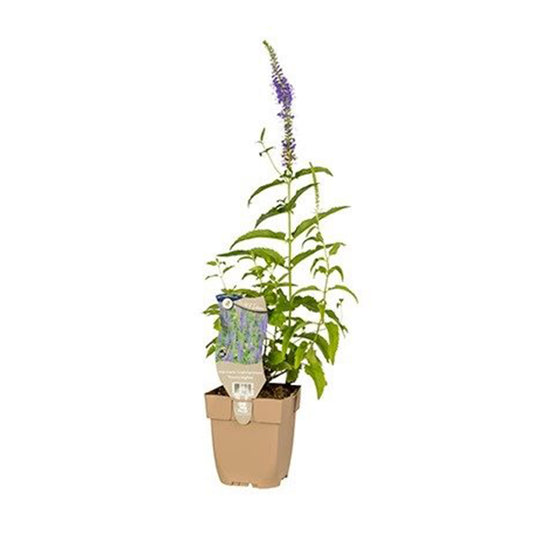 Veronica longifolia -  Lange ereprijs