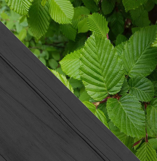 Carpinus betulus c5 125/150 gestokt - Haagbeuk