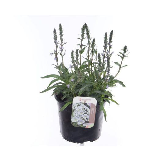 Veronica gentianoides - Gentiaanse ereprijs