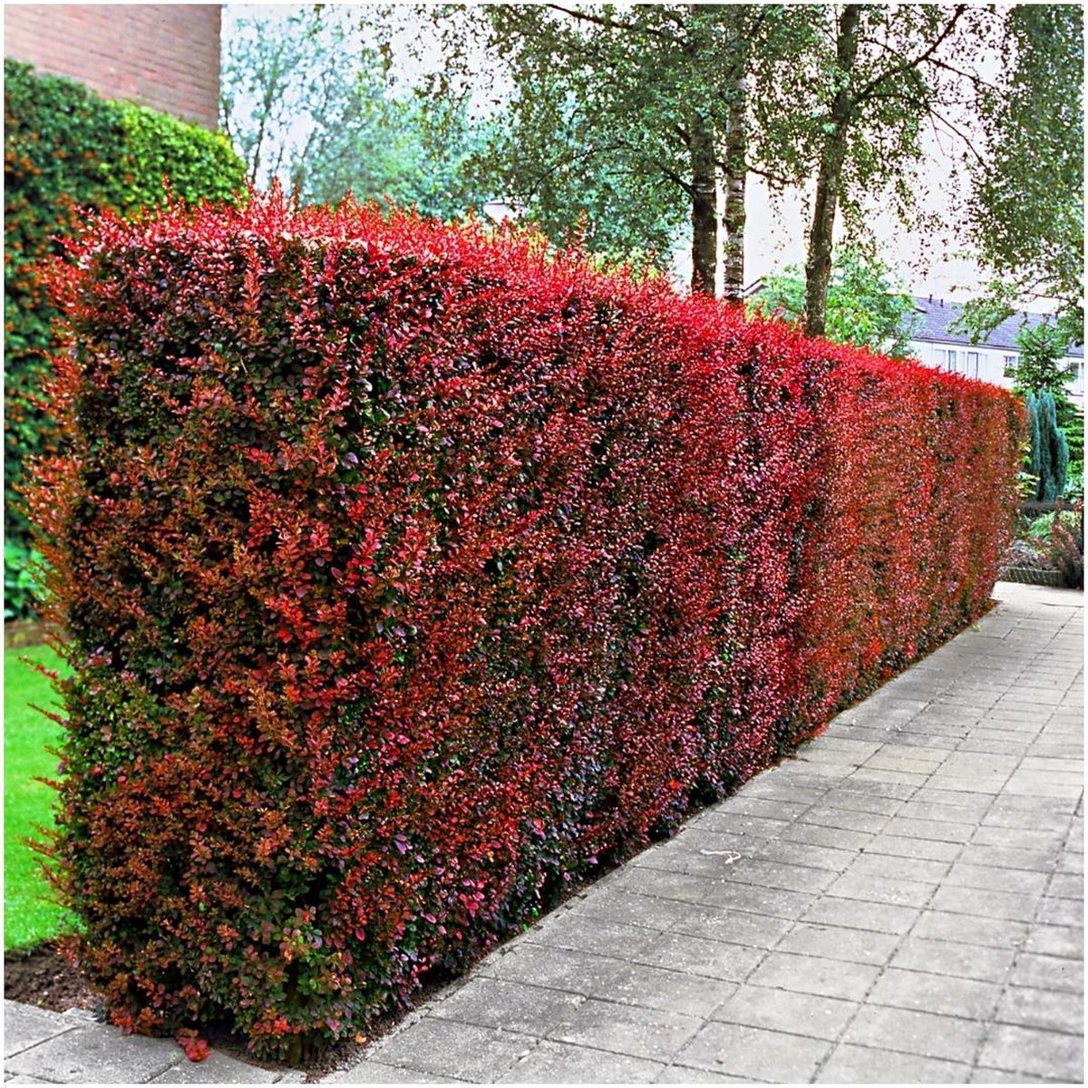 Berberis thunb. Atrop c2 30/50 - Zuurbes