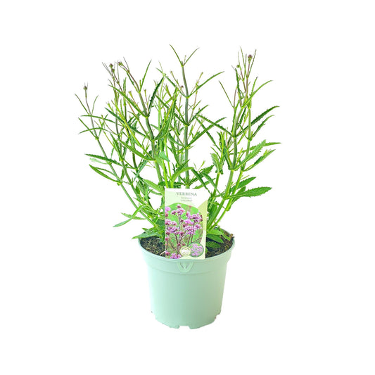 Verbena bonariensis Lollipop