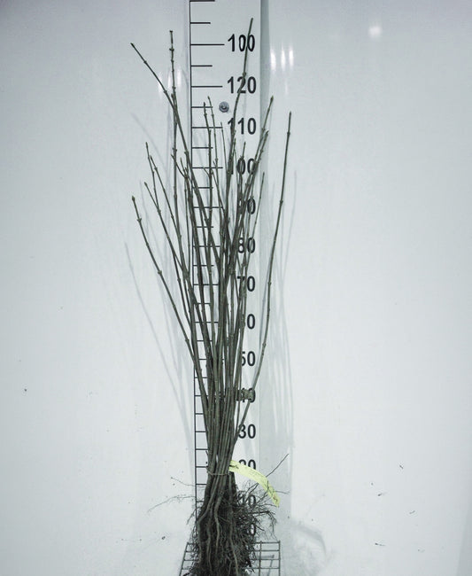 Acer pseudoplatanus blote wortel - Gewone esdoorn 125-150cm per 10 stuks
