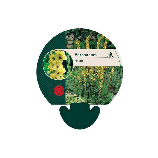 Verbascum nigrum - Zwart toorts