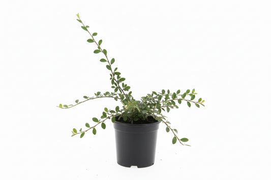 Cotoneaster dam. Miranda C1,5