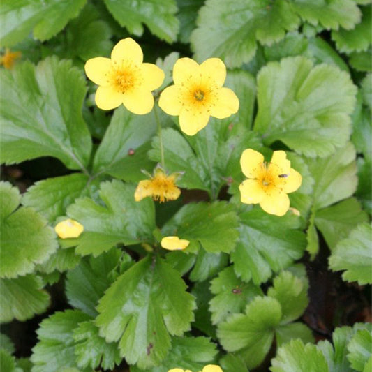 Waldsteinia ternata - Goudaardbei