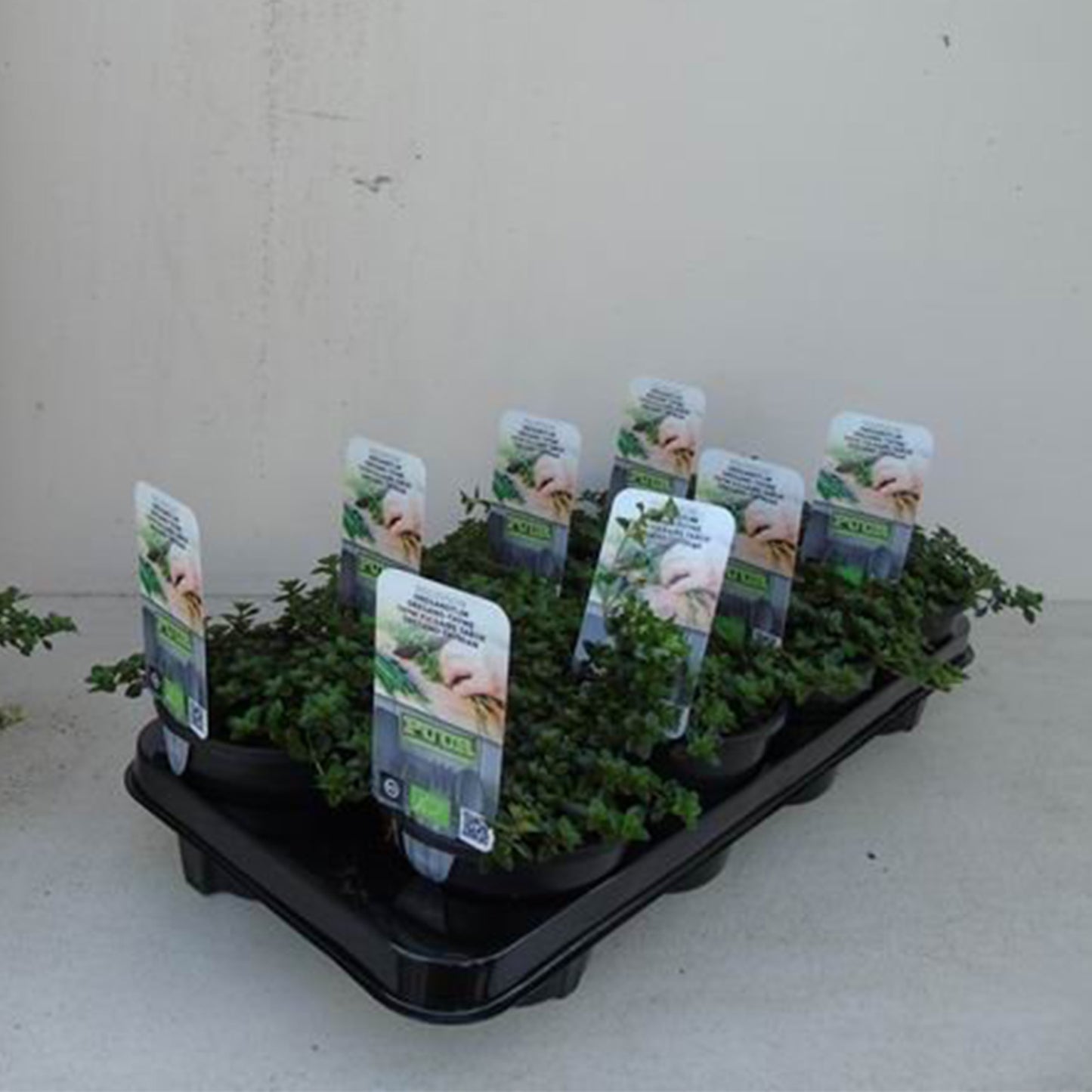 Thymus pulegioides Tabor - Grote tijm 'Tabor'