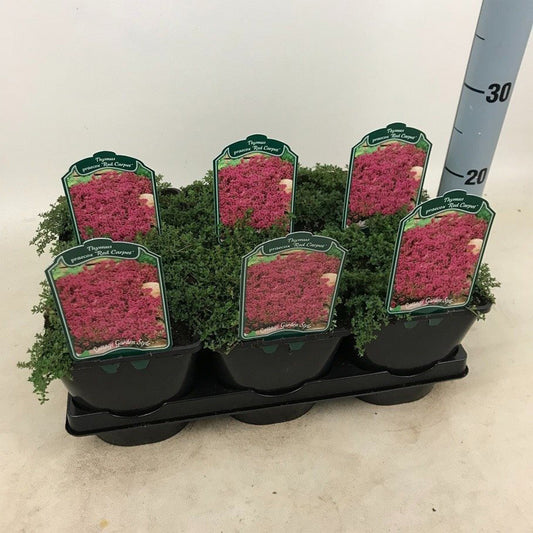 Thymus praecox Red Carpet - Tijm 'Red Carpet'
