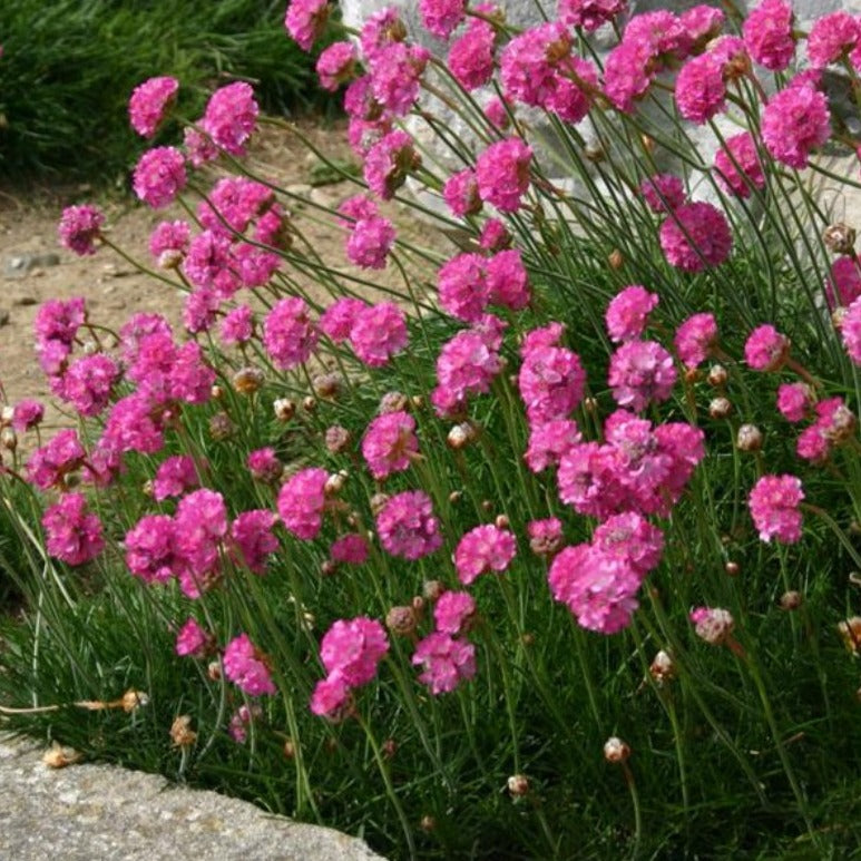 Armeria mar. 'Splendens' - Engels gras mini