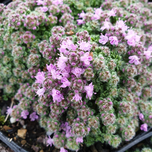 Thymus praecox Minor - Kruiptijm 'Minor'