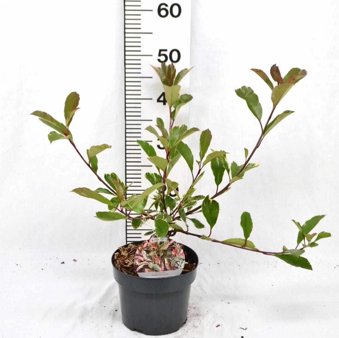 Photinia fraseri Louise C3