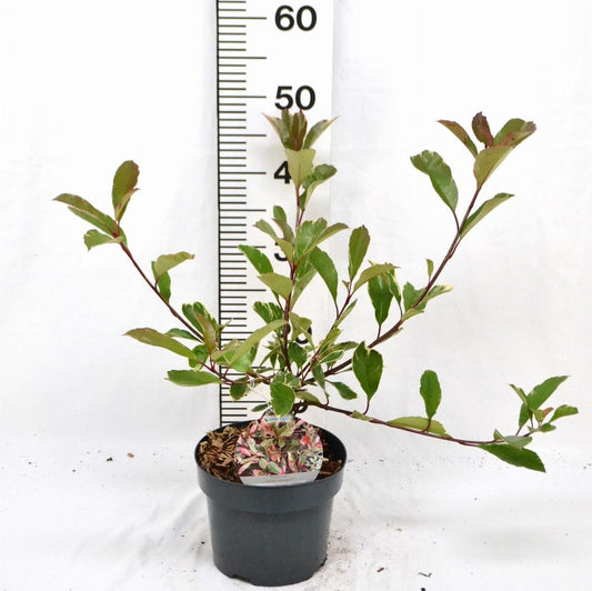 Photinia fraseri Louise C3