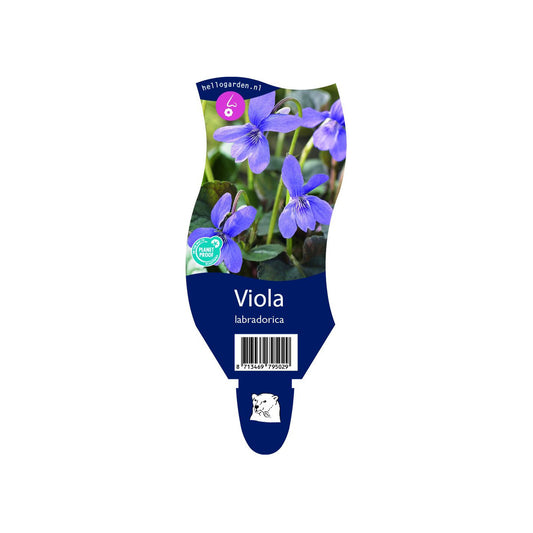 Viola labradorica - Labradorviooltje