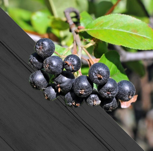 Aronia melanocarpa c2 60/90 - Zwarte appelbes