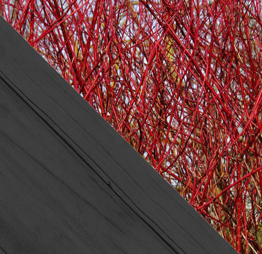 Cornus alba sibirica c2 60/80 - rode kornoelje