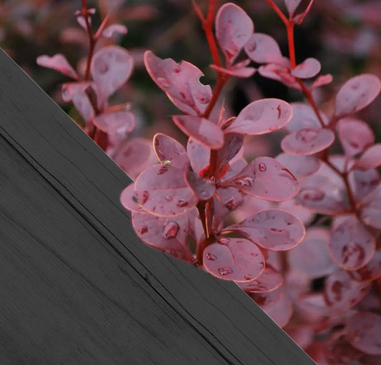 Berberis thunb. Atrop c2 30/50 - Zuurbes