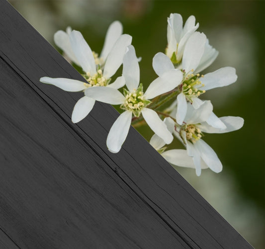 Amelanchier lamarckii c4 100/125 vertakt