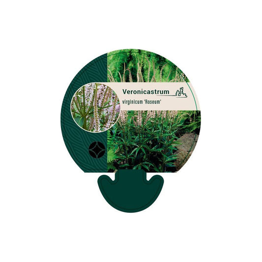 Veronicastrum virginicum Roseum - Aar-Ereprijs