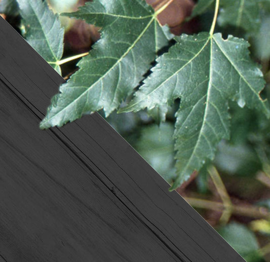 Acer tataricum ‘Ginnala’ blote wortel - Amoeresdoorn 60-100cm per 25 stuks