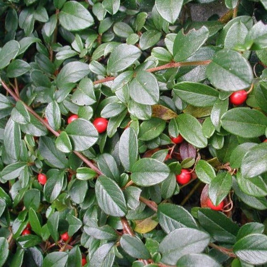 Cotoneaster Dammeri - Dwergmispel - Goedkope bodembedekker