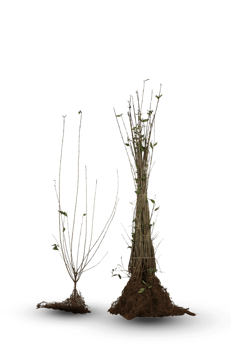 Ligustrum vulgare - Ligusterhaag blote wortel