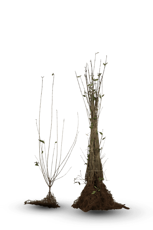 Ligustrum vulgare 'Atrovirens' - Ligusterhaag blote wortel