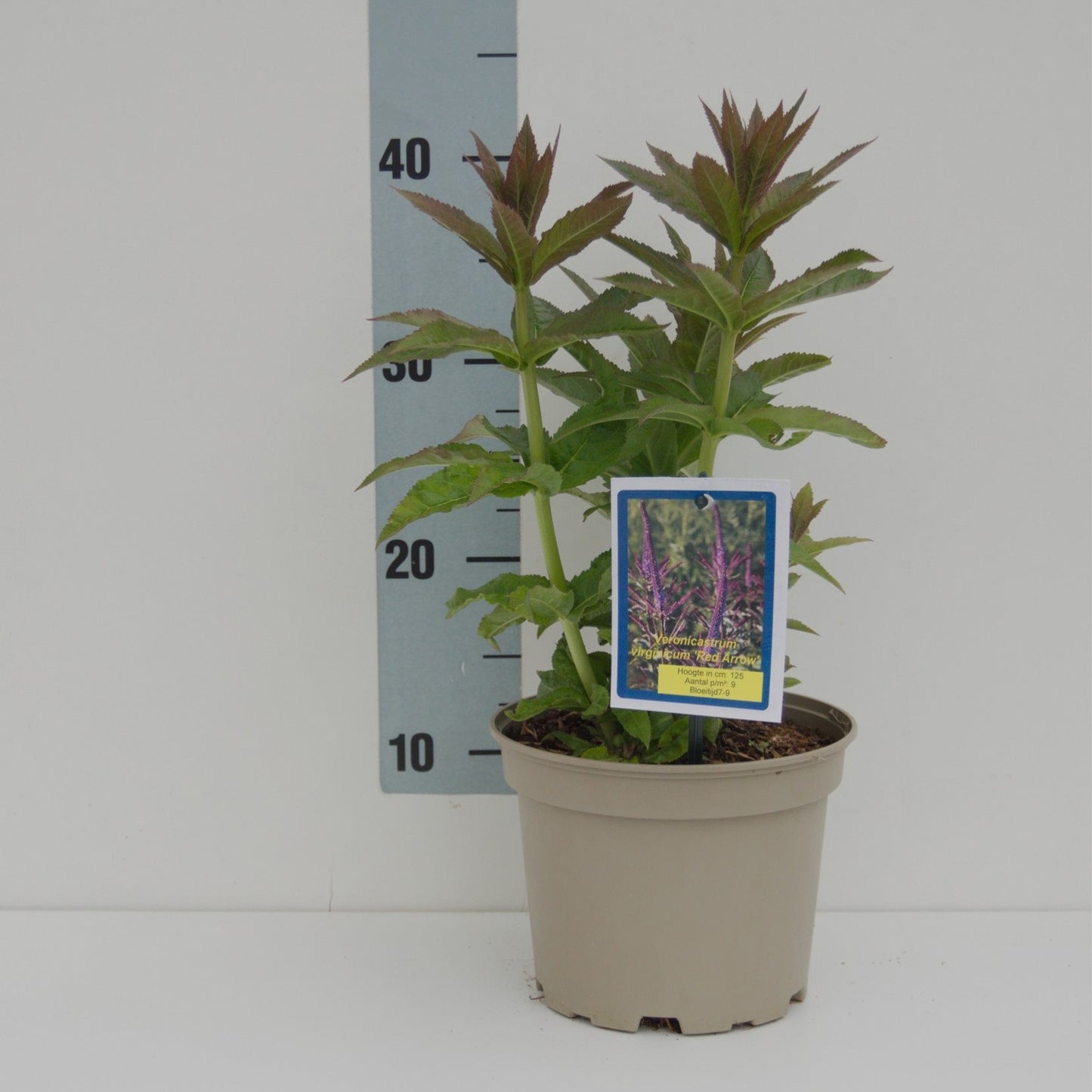 Veronicastrum virginicum Red Arrows - Rode aar-ereprijs