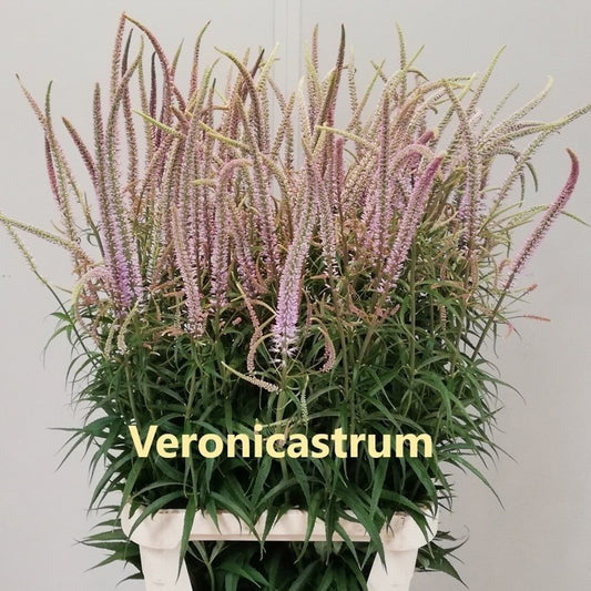 Veronicastrum virginicum Pink Glow - Virginische ereprijs 'Pink Glow'