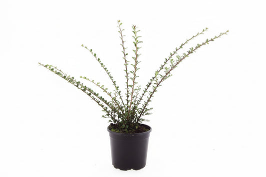 Cotoneaster Horizontalis C1,5