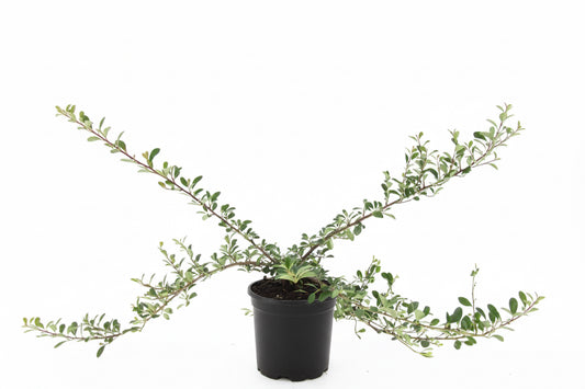 Cotoneaster rad. Eichholz C1,5