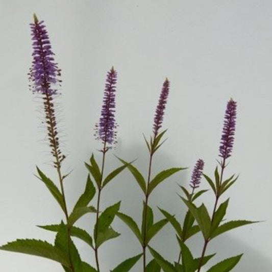 Veronicastrum virginicum Erika - Aar-Ereprijs 'Erika