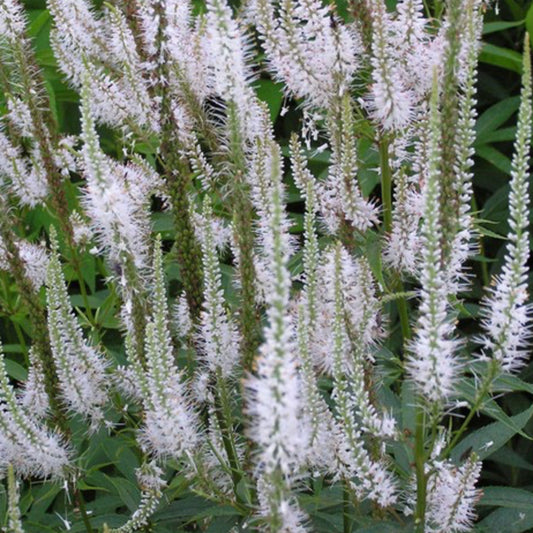 Veronicastrum virginicum Diana - Aar-Ereprijs 'Dian