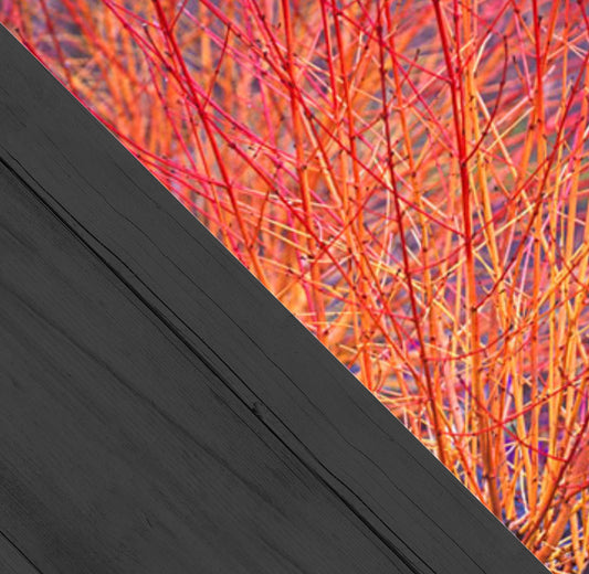 Cornus midwinter Fire c2 20/30 - Kornoelje 'Midwinter Fire