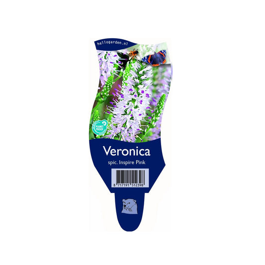 Veronica spicata Inspire Pink - Ereprijs 'Inspire Pink'