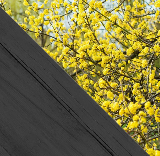 Cornus mas c2 40/60 - gele kornoelje