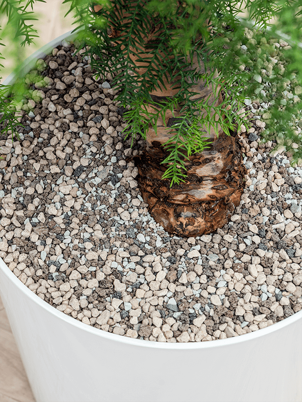 HUUR: Aglaonema 'Freedman' in Baq Basic