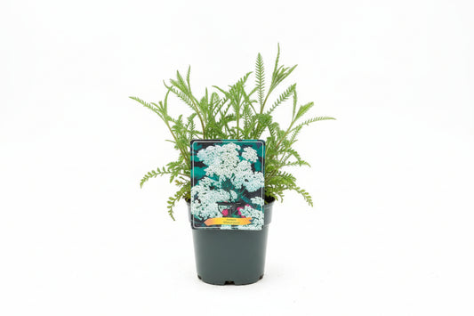 Achillea Credo p11