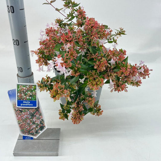Abelia grandiflora C3
