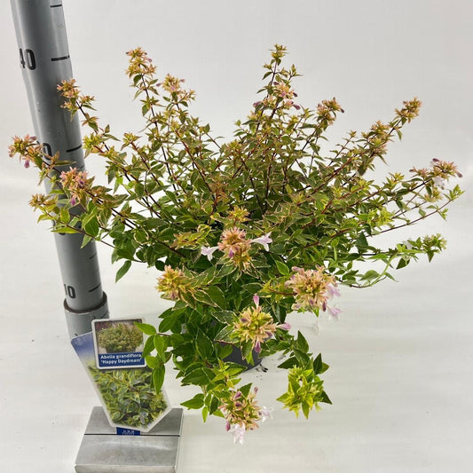 Abelia grandiflora Happy Daydream 25-30, C2