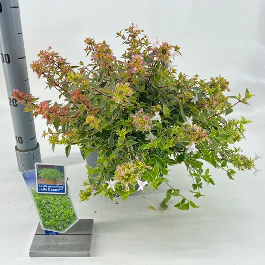 Abelia grandiflora Jelly Beans 25-30, C3