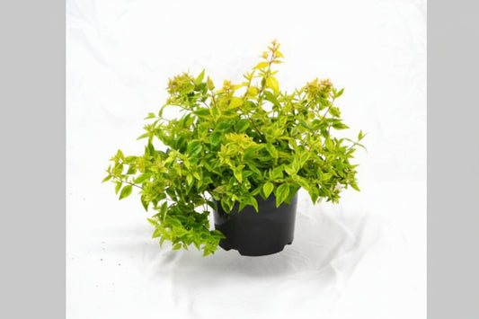 Abelia grandiflora Kaleidoscope 25-30, C3
