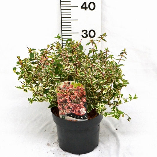 Abelia grandiflora Magic Daydream 25-30, C3