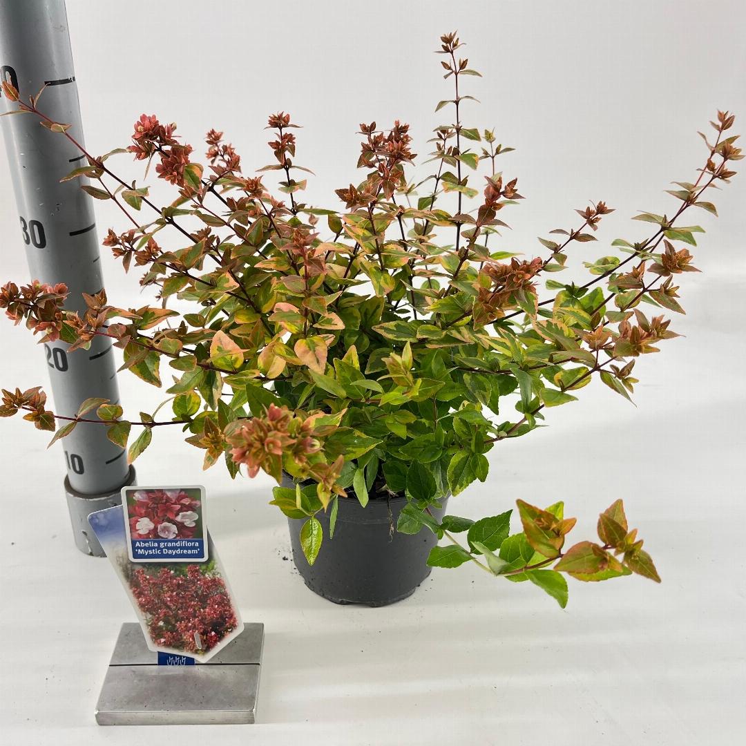 Abelia grandiflora Mystic Daydream 25-30, C2