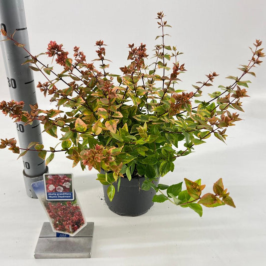 Abelia grandiflora Mystic Daydream 25-30, C2