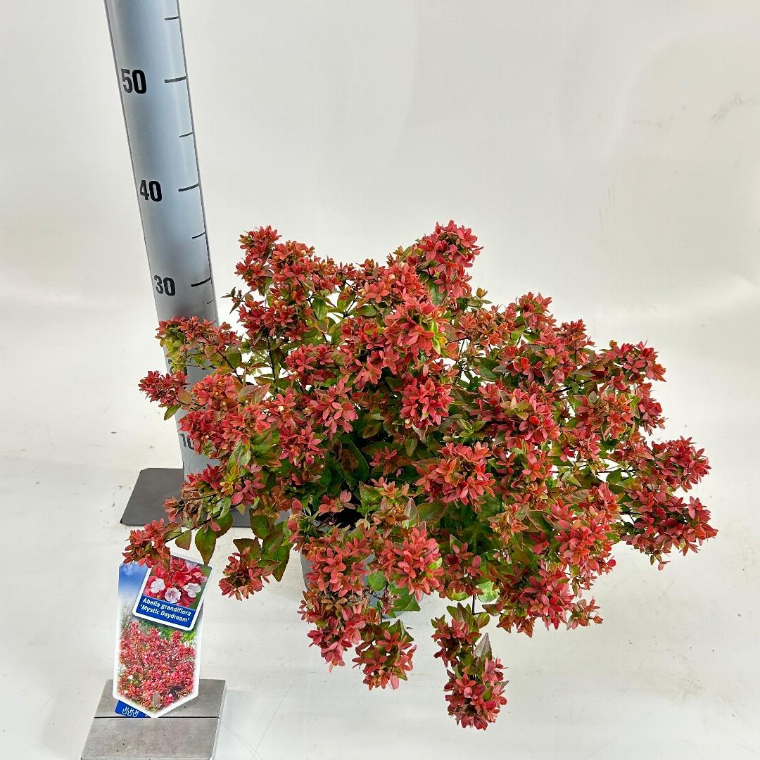 Abelia grandiflora Mystic Daydream 25-30, C3